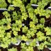 Pakosť (Geranium pratense) ´JOHNSON´S BLUE´, kont. P9